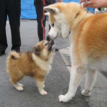 もふもふした動物達の画像を貼るトピ