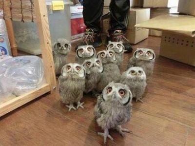 もふもふした動物達の画像を貼るトピ