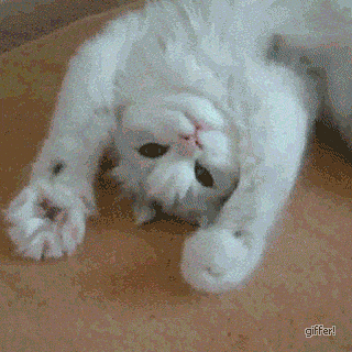 もふもふした動物達の画像を貼るトピ