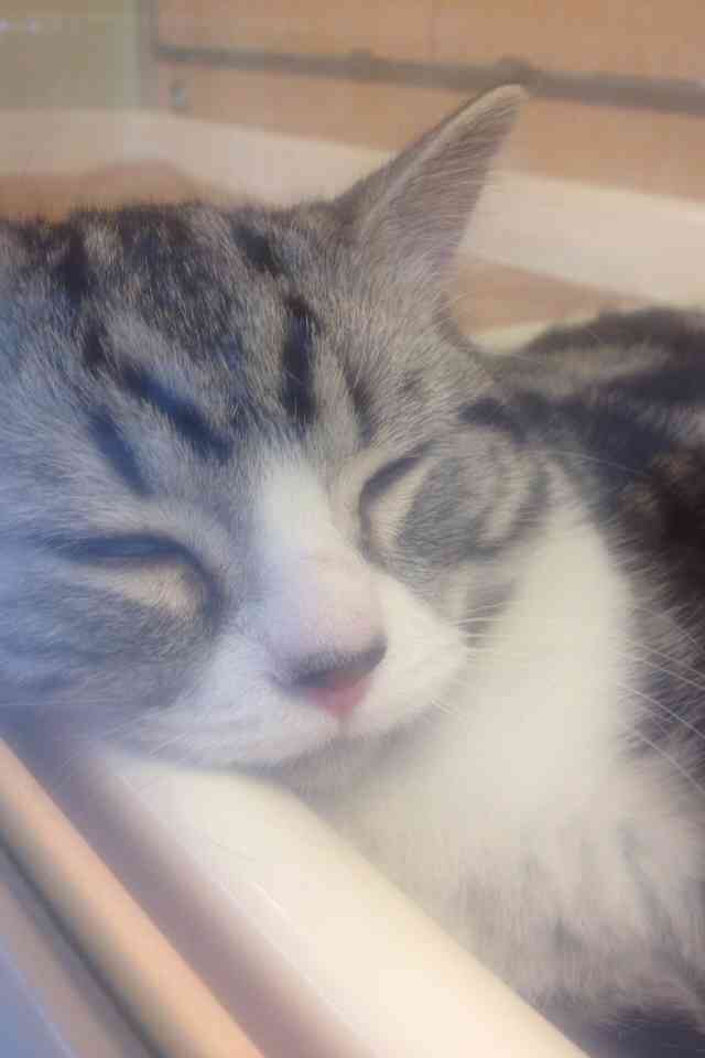 もふもふした動物達の画像を貼るトピ