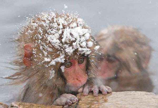 もふもふした動物達の画像を貼るトピ