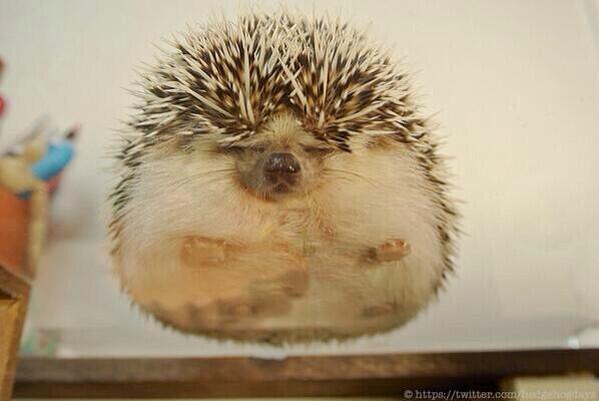 もふもふした動物達の画像を貼るトピ