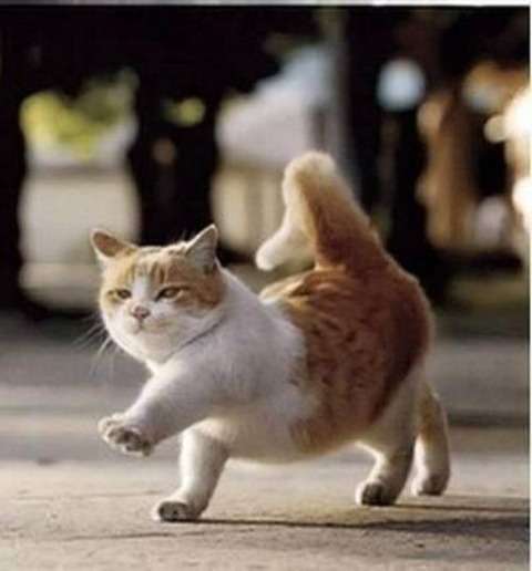 もふもふした動物達の画像を貼るトピ