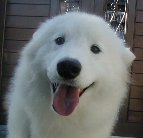 もふもふした動物達の画像を貼るトピ