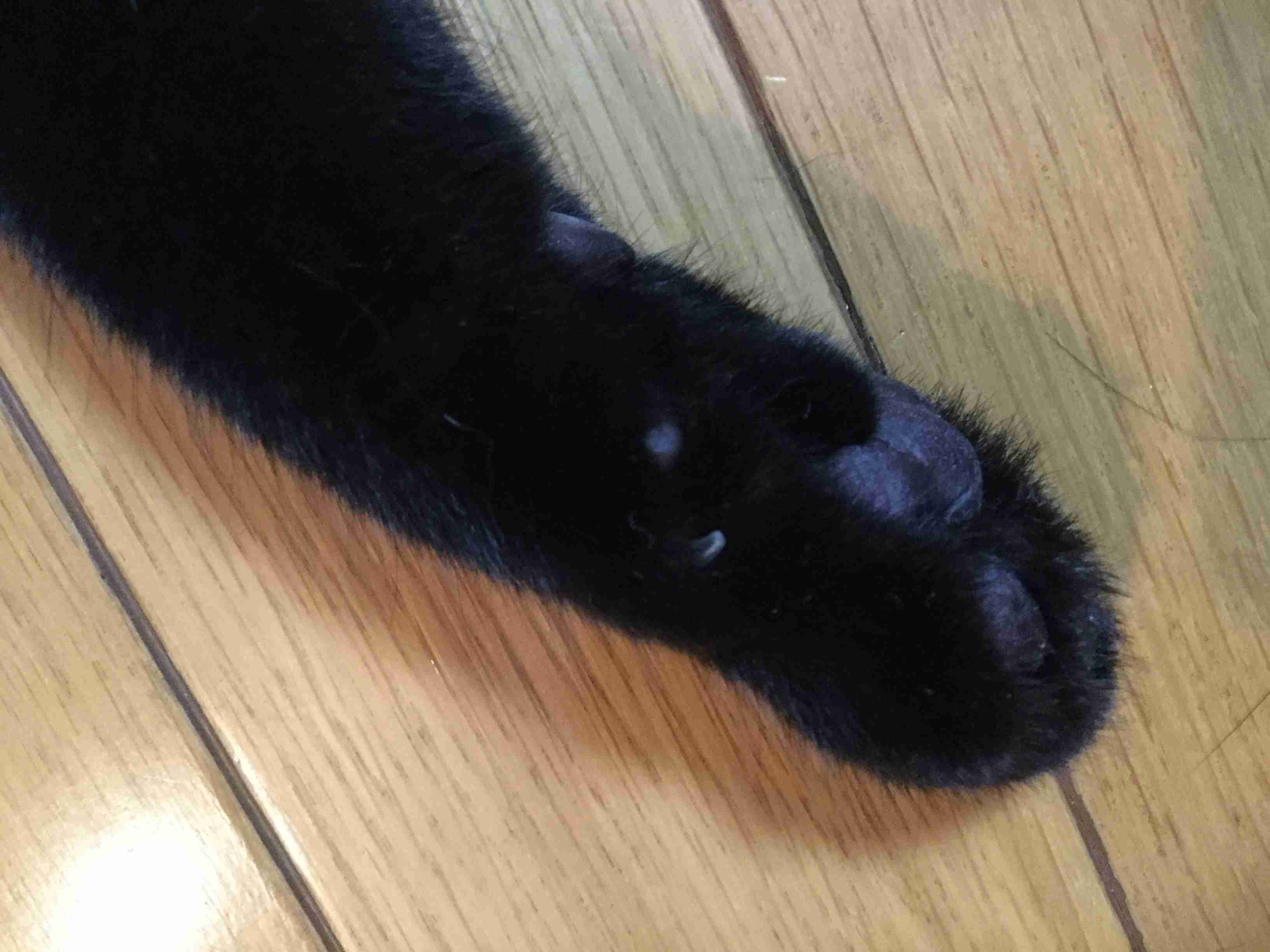 もふもふした動物達の画像を貼るトピ