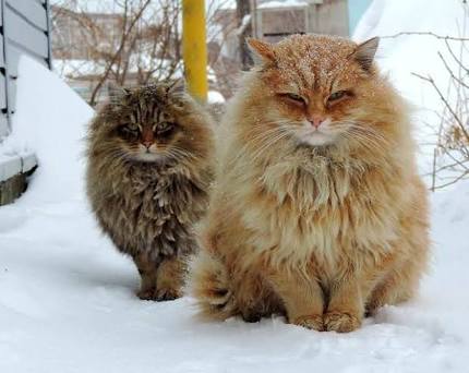 もふもふした動物達の画像を貼るトピ