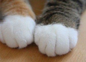 もふもふした動物達の画像を貼るトピ