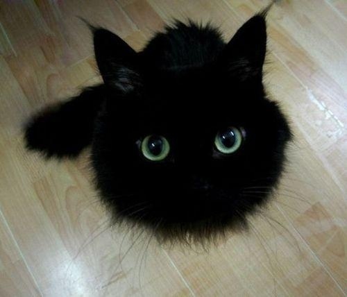 もふもふした動物達の画像を貼るトピ