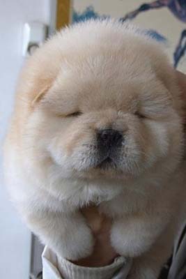 もふもふした動物達の画像を貼るトピ