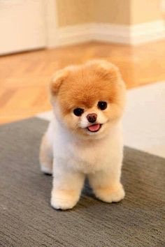 もふもふした動物達の画像を貼るトピ