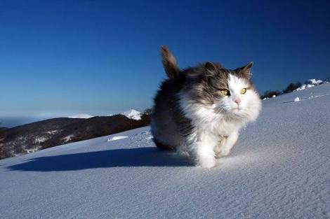 もふもふした動物達の画像を貼るトピ