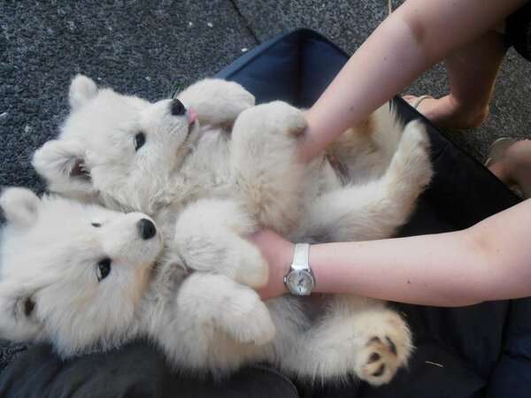 もふもふした動物達の画像を貼るトピ