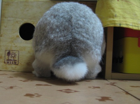 もふもふした動物達の画像を貼るトピ