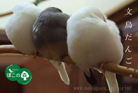 もふもふした動物達の画像を貼るトピ