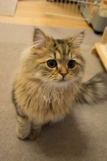 もふもふした動物達の画像を貼るトピ