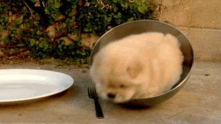 もふもふした動物達の画像を貼るトピ