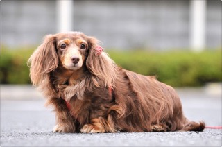 もふもふした動物達の画像を貼るトピ