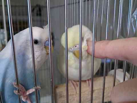 もふもふした動物達の画像を貼るトピ