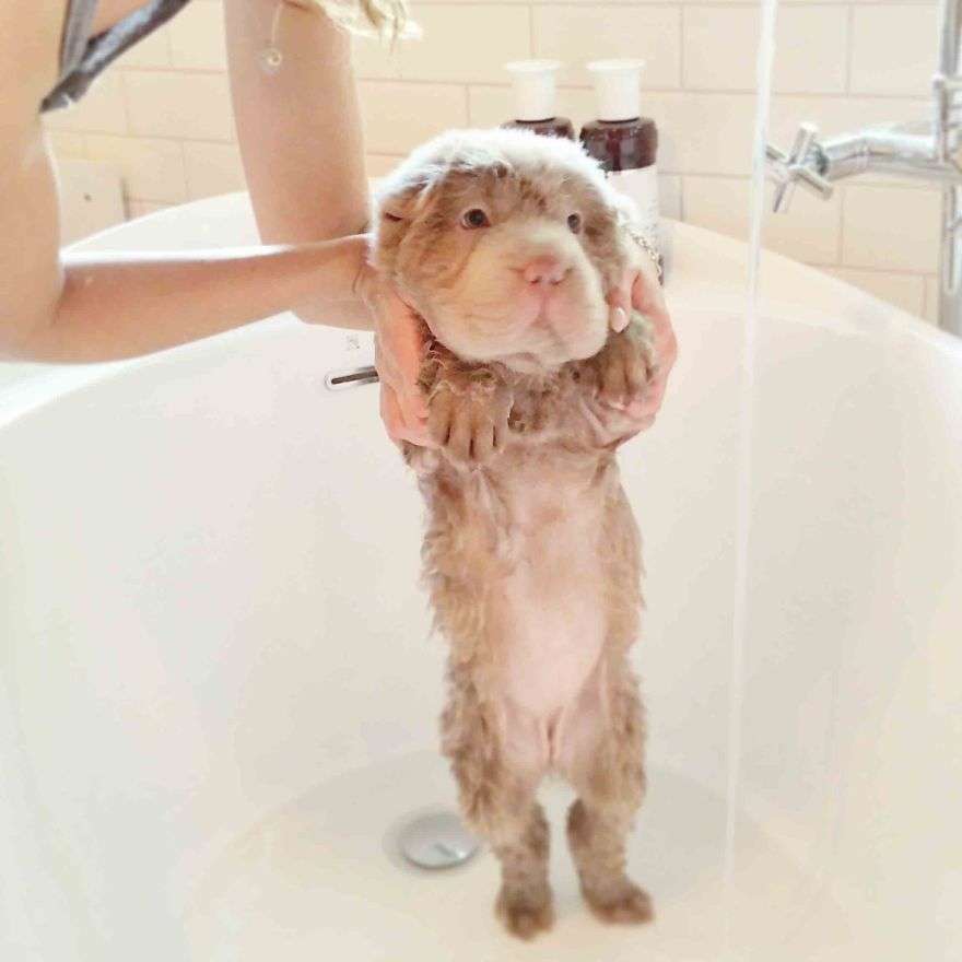もふもふした動物達の画像を貼るトピ