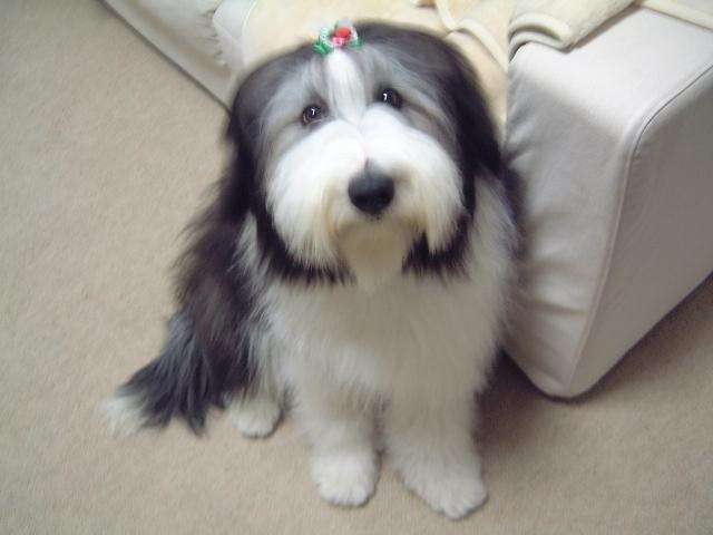 もふもふした動物達の画像を貼るトピ