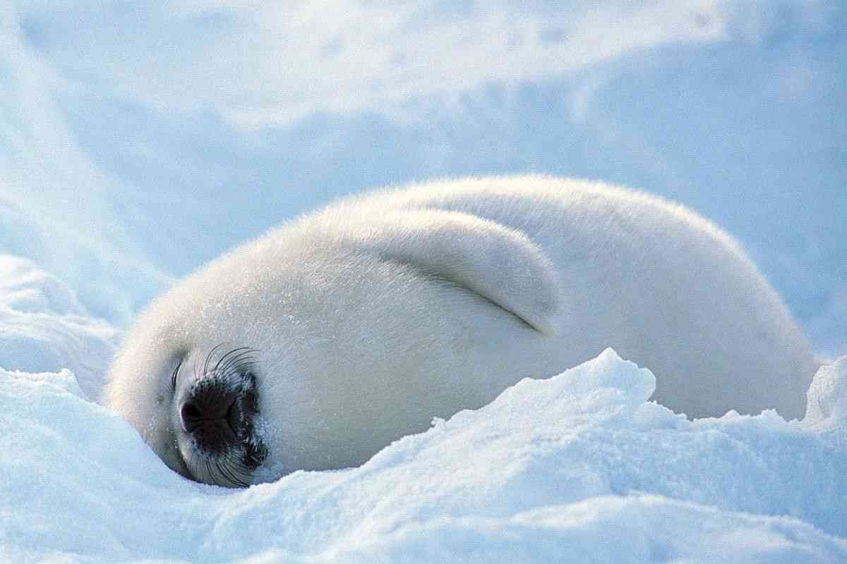 もふもふした動物達の画像を貼るトピ