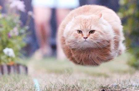 もふもふした動物達の画像を貼るトピ
