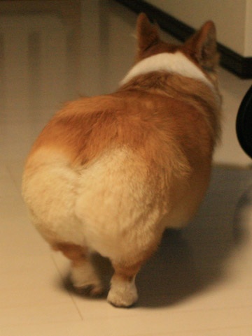 もふもふした動物達の画像を貼るトピ
