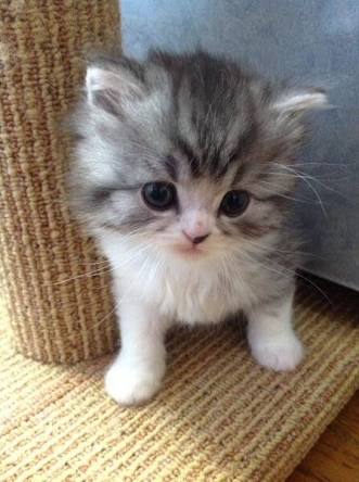 もふもふした動物達の画像を貼るトピ