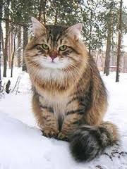 もふもふした動物達の画像を貼るトピ