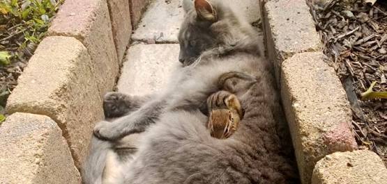 もふもふした動物達の画像を貼るトピ