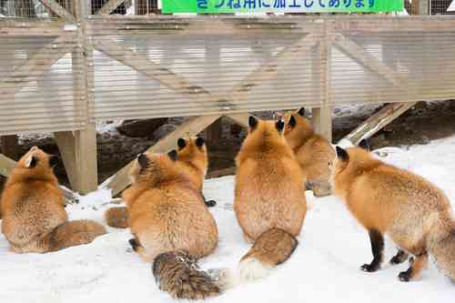 もふもふした動物達の画像を貼るトピ