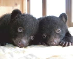 もふもふした動物達の画像を貼るトピ