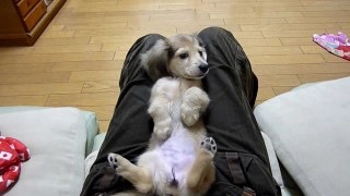 もふもふした動物達の画像を貼るトピ