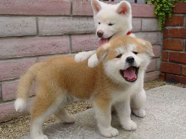 もふもふした動物達の画像を貼るトピ