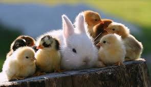 もふもふした動物達の画像を貼るトピ