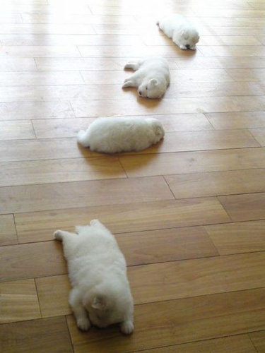 もふもふした動物達の画像を貼るトピ