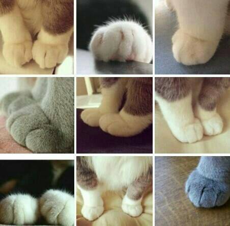 もふもふした動物達の画像を貼るトピ
