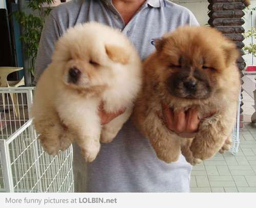 もふもふした動物達の画像を貼るトピ ガールズちゃんねる Girls Channel