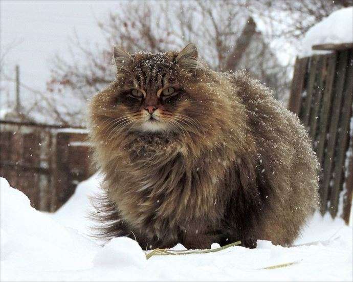 もふもふした動物達の画像を貼るトピ