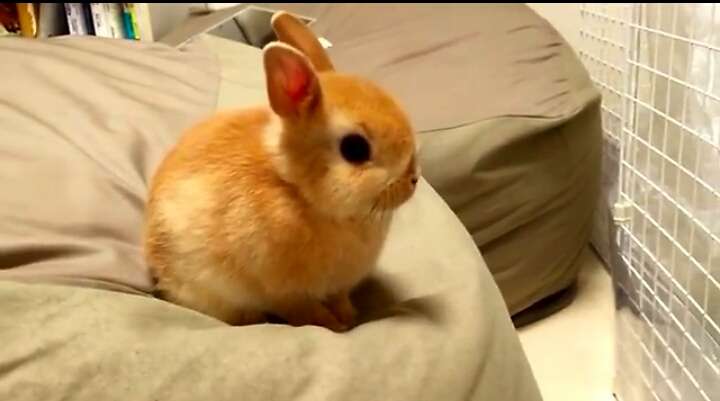 もふもふした動物達の画像を貼るトピ