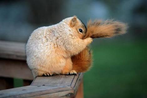 もふもふした動物達の画像を貼るトピ