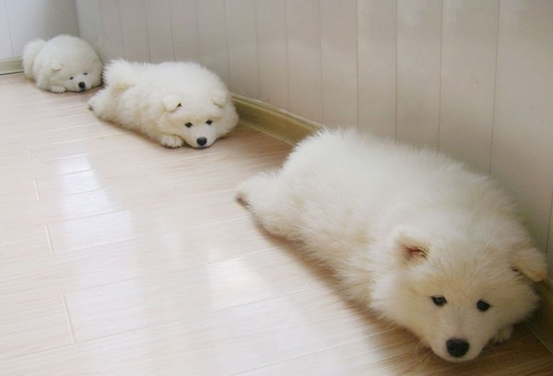 もふもふした動物達の画像を貼るトピ