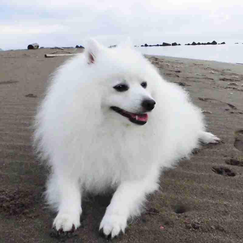 もふもふした動物達の画像を貼るトピ