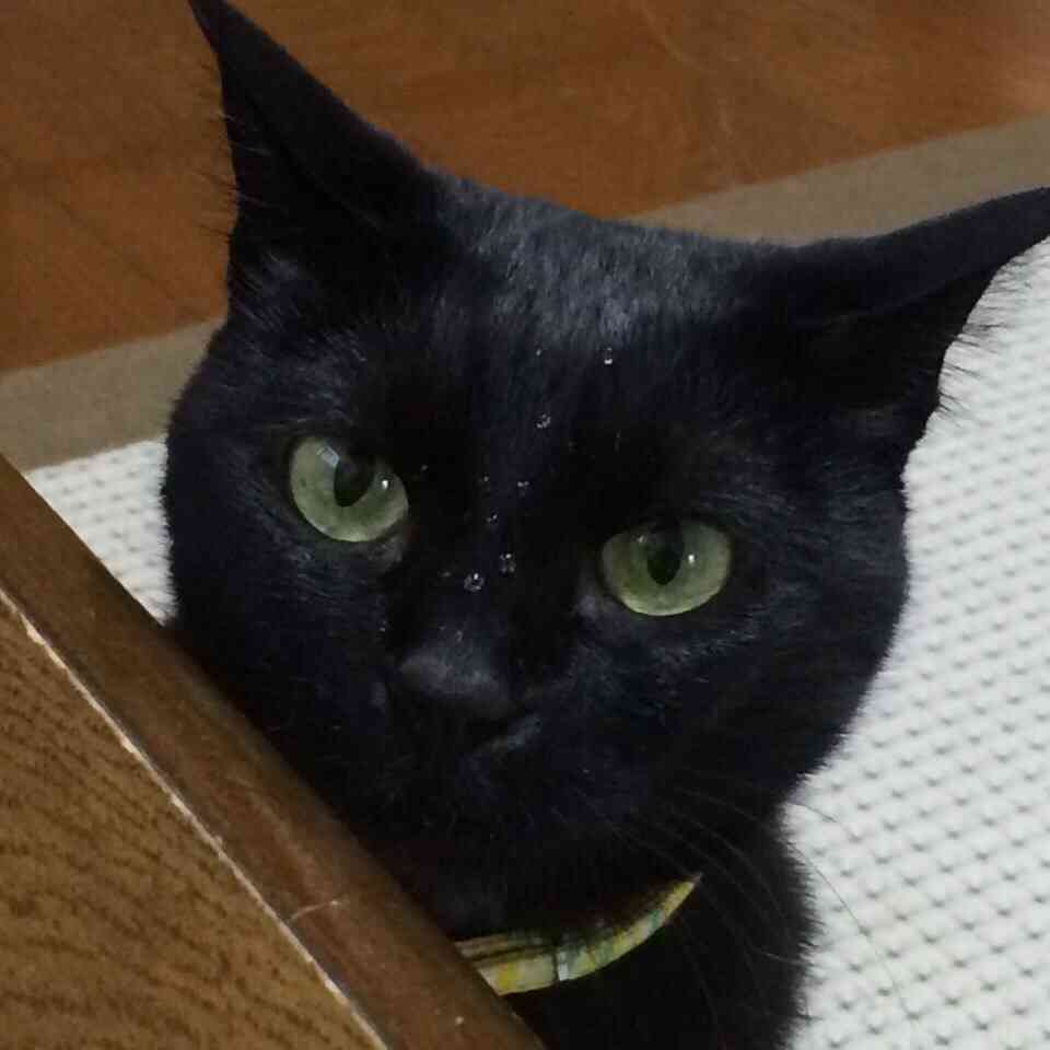 8月17日は「黒ネコ感謝の日」！