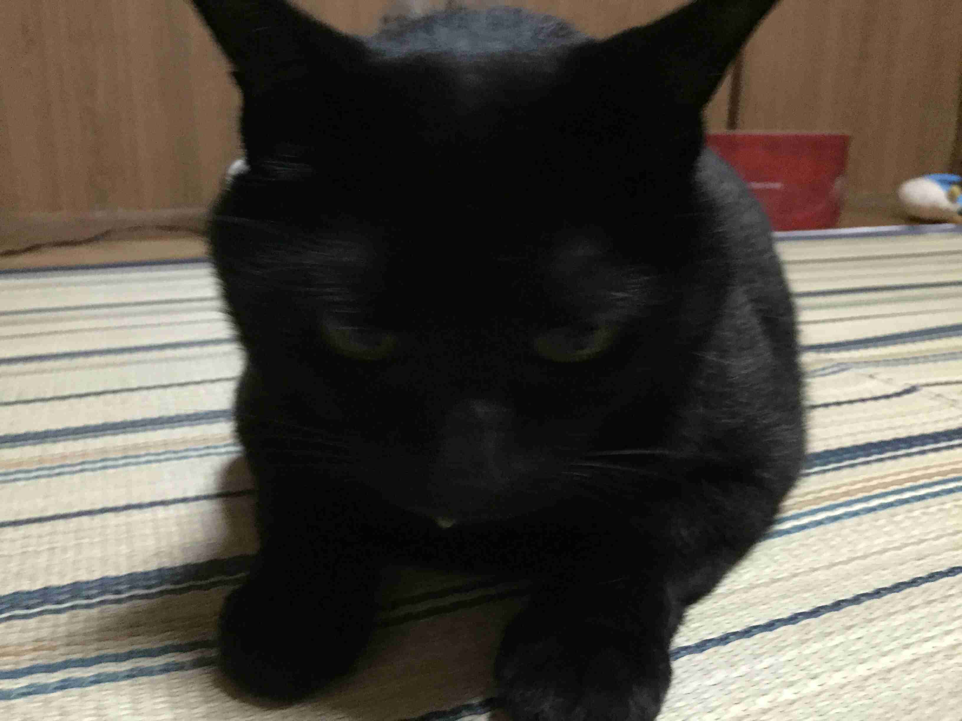 8月17日は「黒ネコ感謝の日」！