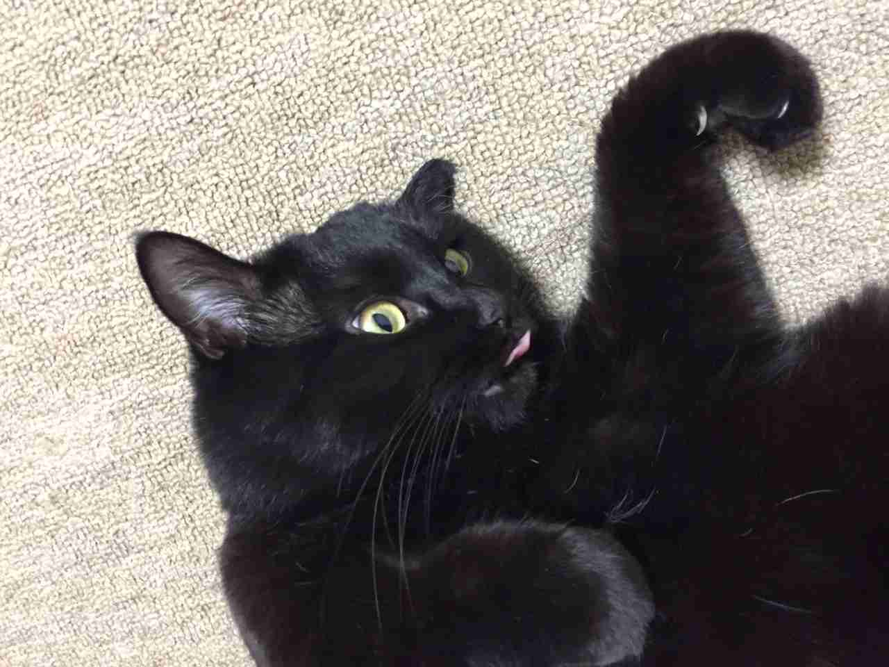 8月17日は「黒ネコ感謝の日」！