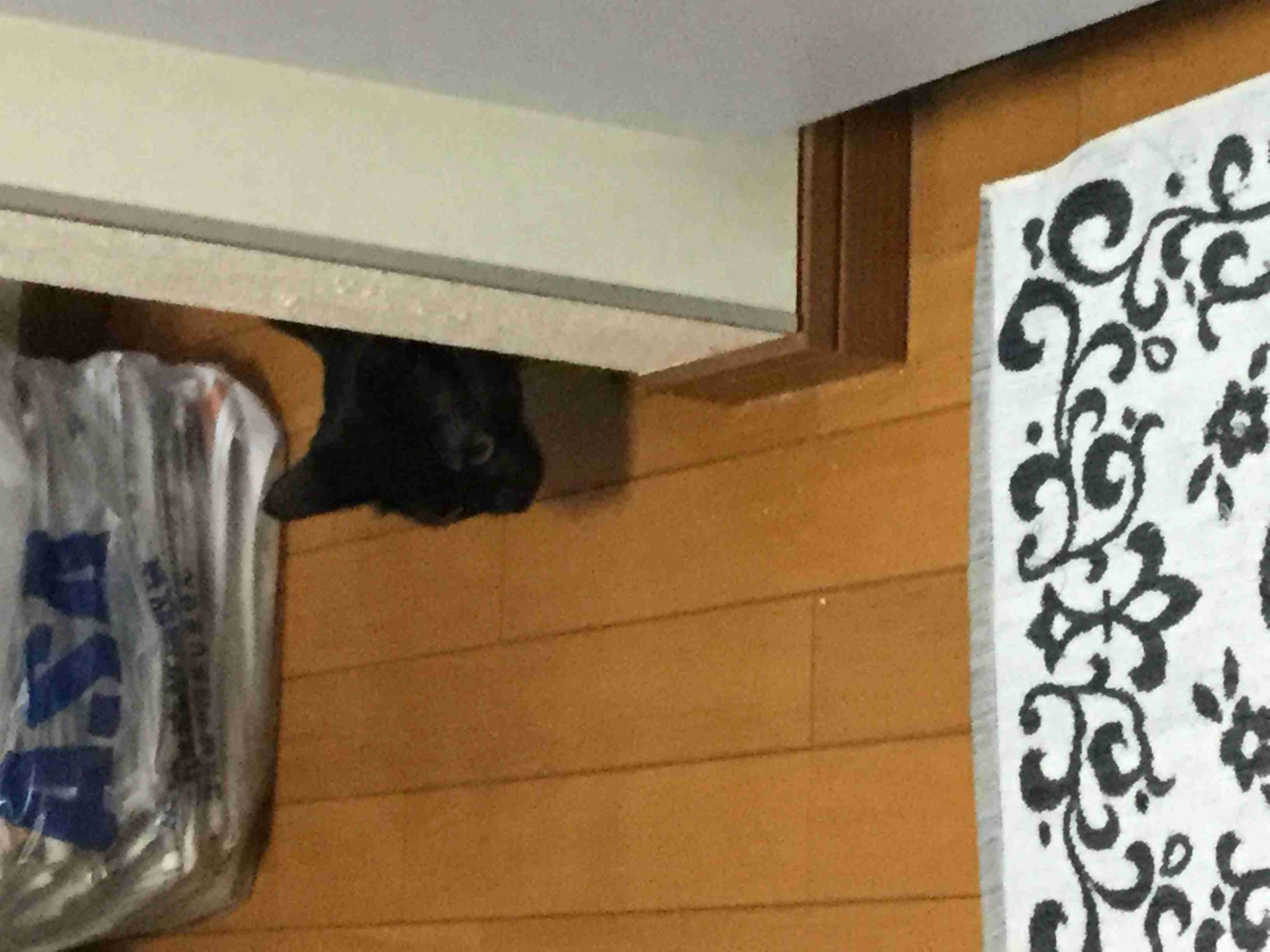 8月17日は「黒ネコ感謝の日」！