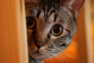 自分の意見や感想を皆の前で言うのが苦手な方