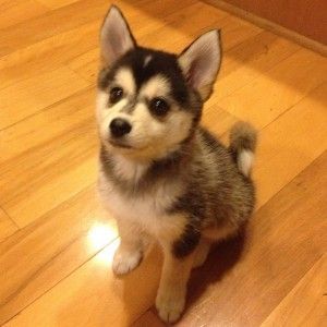 ポメラニアン好きな人ー！
