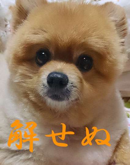 ポメラニアン好きな人ー！